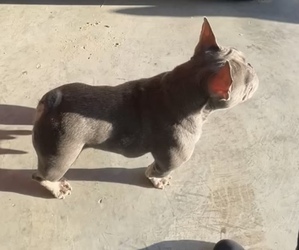 Mother of the French Bulldog puppies born on 06/09/2025