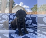 Puppy Saint Great Dane