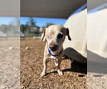Small #1 Chihuahua Mix