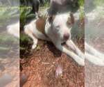 Small #21 American Staffordshire Terrier Mix