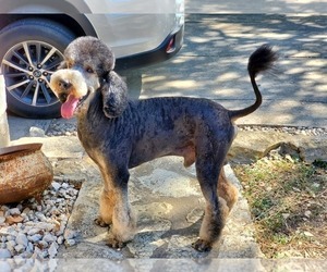 Father of the Poodle (Standard)-Wirehaired Pointing Griffon Mix puppies born on 06/25/2021