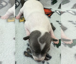 Small Photo #4 Rat Terrier Puppy For Sale in WHITAKERS, NC, USA