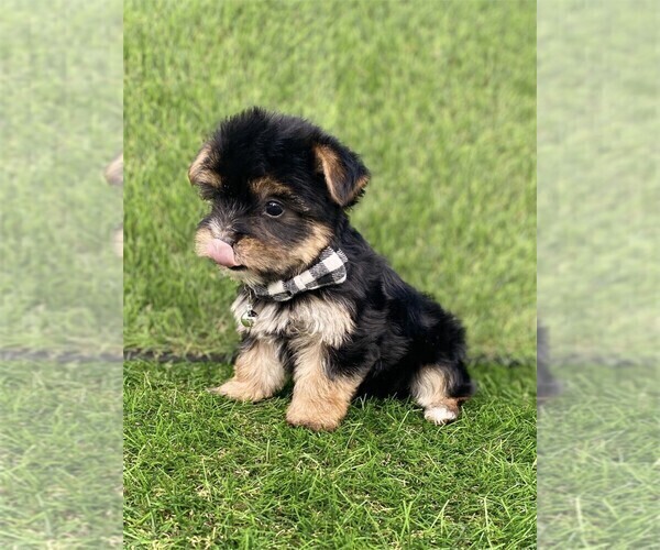Medium Photo #1 Morkie Puppy For Sale in PEMBROKE PINES, FL, USA