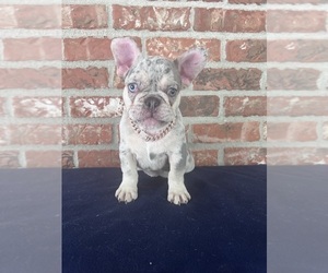 French Bulldog Puppy for sale in ARNAUDVILLE, LA, USA