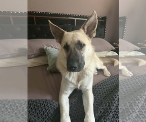 Mutt Dogs for adoption in Germantown, OH, USA