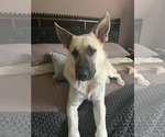 Small Mutt