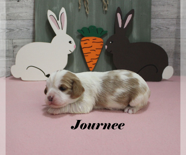 Medium Photo #8 Cavalier King Charles Spaniel Puppy For Sale in CHANUTE, KS, USA