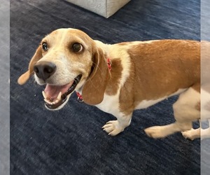Teela - Female Beagle Dog for Adoption - Photo #11