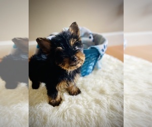 Yorkshire Terrier Dog for Adoption in CROSSVILLE, Tennessee USA