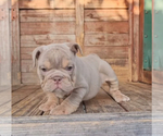 Small #8 English Bulldog
