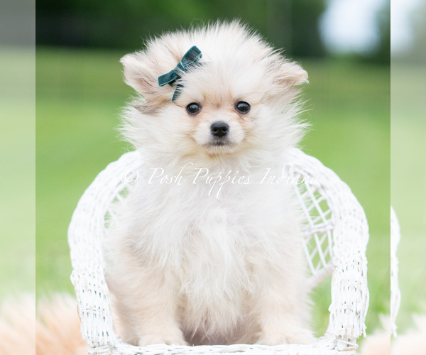 Medium Photo #3 Pomeranian Puppy For Sale in WARSAW, IN, USA