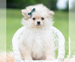 Small Photo #52 Pomeranian Puppy For Sale in WARSAW, IN, USA