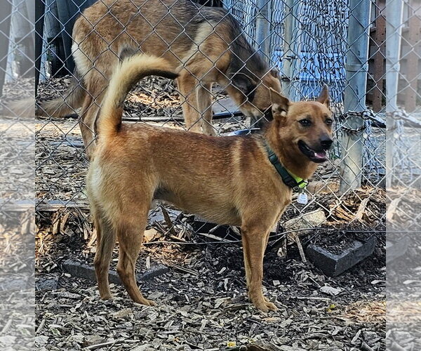 Medium Photo #7 Mutt Puppy For Sale in Bloomingdale, NJ, USA