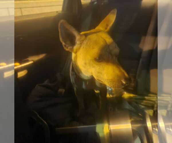 Medium Photo #4 Basenji-Unknown Mix Puppy For Sale in Los Angeles, CA, USA