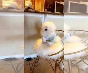 Maltese Puppy for sale in WINDERMERE, FL, USA