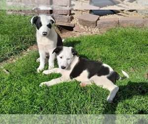 Shollie Puppy for Sale in DAYTON, Virginia USA