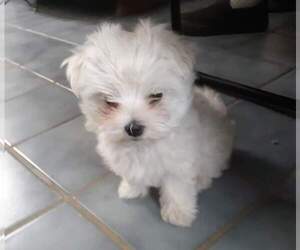 Maltese Puppy for sale in PLACITAS, NM, USA