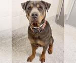 ALFIE - Male Rottweiler Dog for Adoption - Small photo