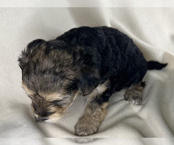 Medium Photo #5 YorkiePoo Puppy For Sale in ROCK HILL, SC, USA