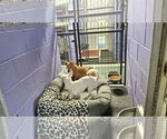 Small #11 Chihuahua Mix