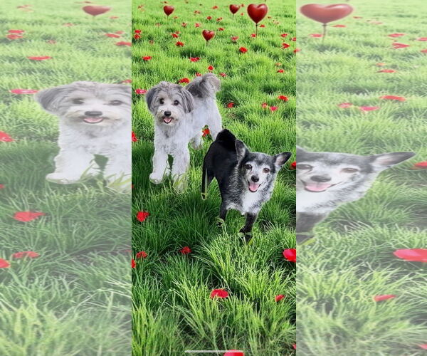 Medium Photo #2 Maltese Puppy For Sale in Weston, FL, USA