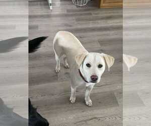 Labrador Retriever Mix Dog for Adoption in Spring Lake, North Carolina USA