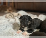 Small Photo #7 Miniature Australian Shepherd Puppy For Sale in BETHANY, IL, USA