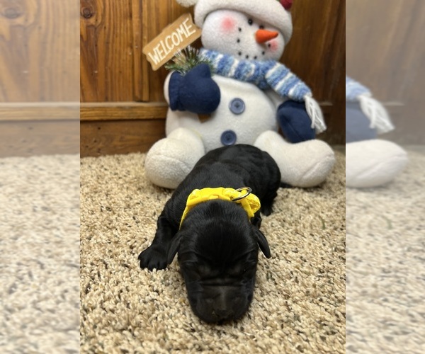 Medium Photo #8 Labrador Retriever Puppy For Sale in NEOLA, WV, USA