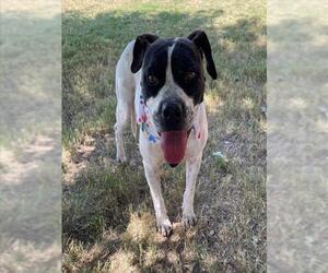 BRIGETTE - Female Mutt Dog for Adoption - Photo #2