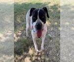 Small Photo #2 Mutt Puppy For Sale in Tulsa, OK, USA