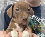 Small #1 Labrador Retriever Mix