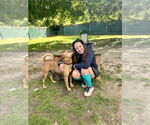 Small #7 American Staffordshire Terrier-Rhodesian Ridgeback Mix