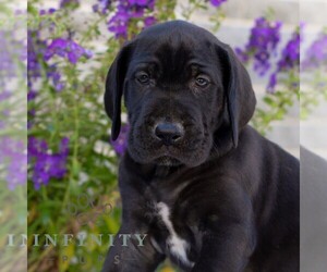 Great Dane Puppy for sale in LEBANON, PA, USA