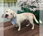 Small #6 American Bulldog