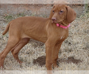Vizsla Puppy for sale in AMORITA, OK, USA