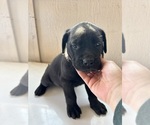 Puppy 5 Bullmastiff-Mastador Mix