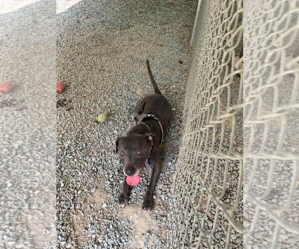 Medium Photo #1 Mutt Puppy For Sale in Albemarle, NC, USA