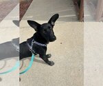 Small Photo #2 Basset Hound-Labrador Retriever Mix Puppy For Sale in Bolivar, MO, USA