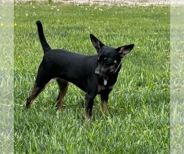 Medium Photo #2 Doxie-Pin Puppy For Sale in Salt Lake City, UT, USA