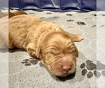 Small #10 Goldendoodle