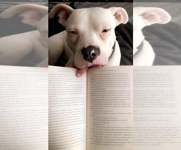 Medium Photo #2 American Staffordshire Terrier-Unknown Mix Puppy For Sale in Pipe Creek, TX, USA