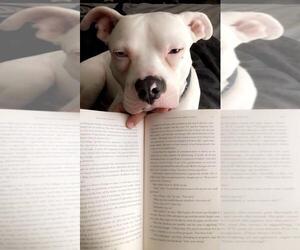 boba2 - Male American Staffordshire Terrier-Unknown Mix Dog for Adoption - Photo #2