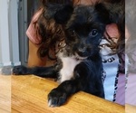 Puppy Puppy 2 YorkiePoo
