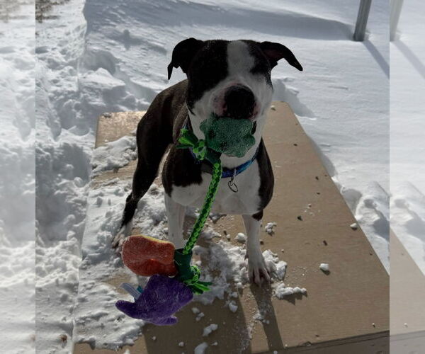 Medium Photo #1 Mutt Puppy For Sale in Jefferson, WI, USA