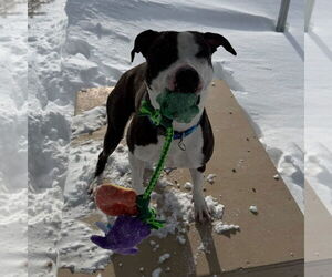 Mutt Dogs for adoption in Jefferson, WI, USA