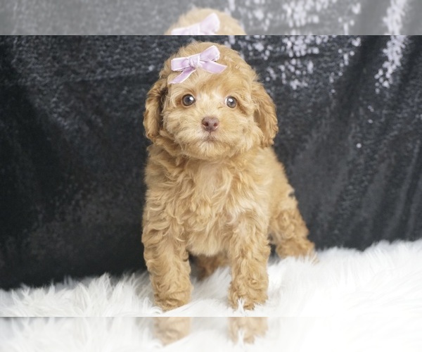 Medium Photo #5 Poodle (Toy) Puppy For Sale in WARSAW, IN, USA