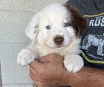 Puppy 4 Australian Shepherd