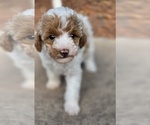 Puppy MAPLE Miniature Labradoodle