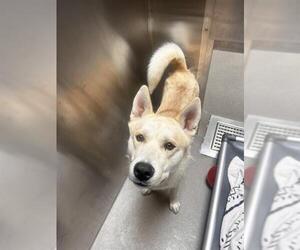 Siberian Husky-Unknown Mix Dogs for adoption in Denver, CO, USA