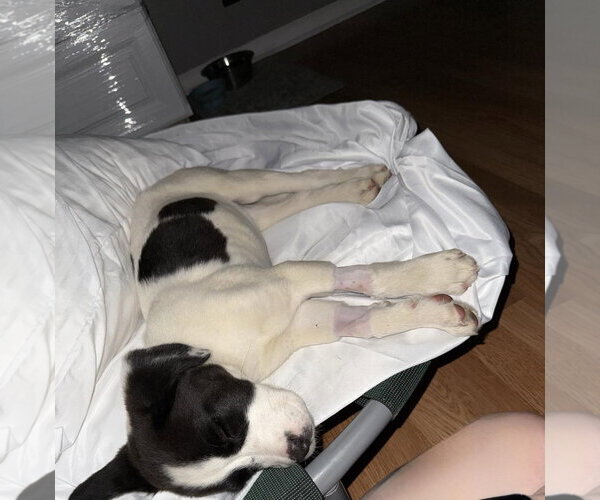 Medium Photo #3 Pointer-Saint Bernard Mix Puppy For Sale in Ball Ground, GA, USA
